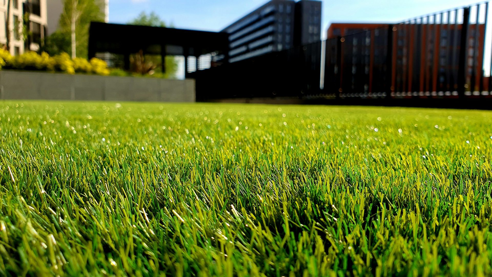 Close-up of lush healthy green grass in sunlight