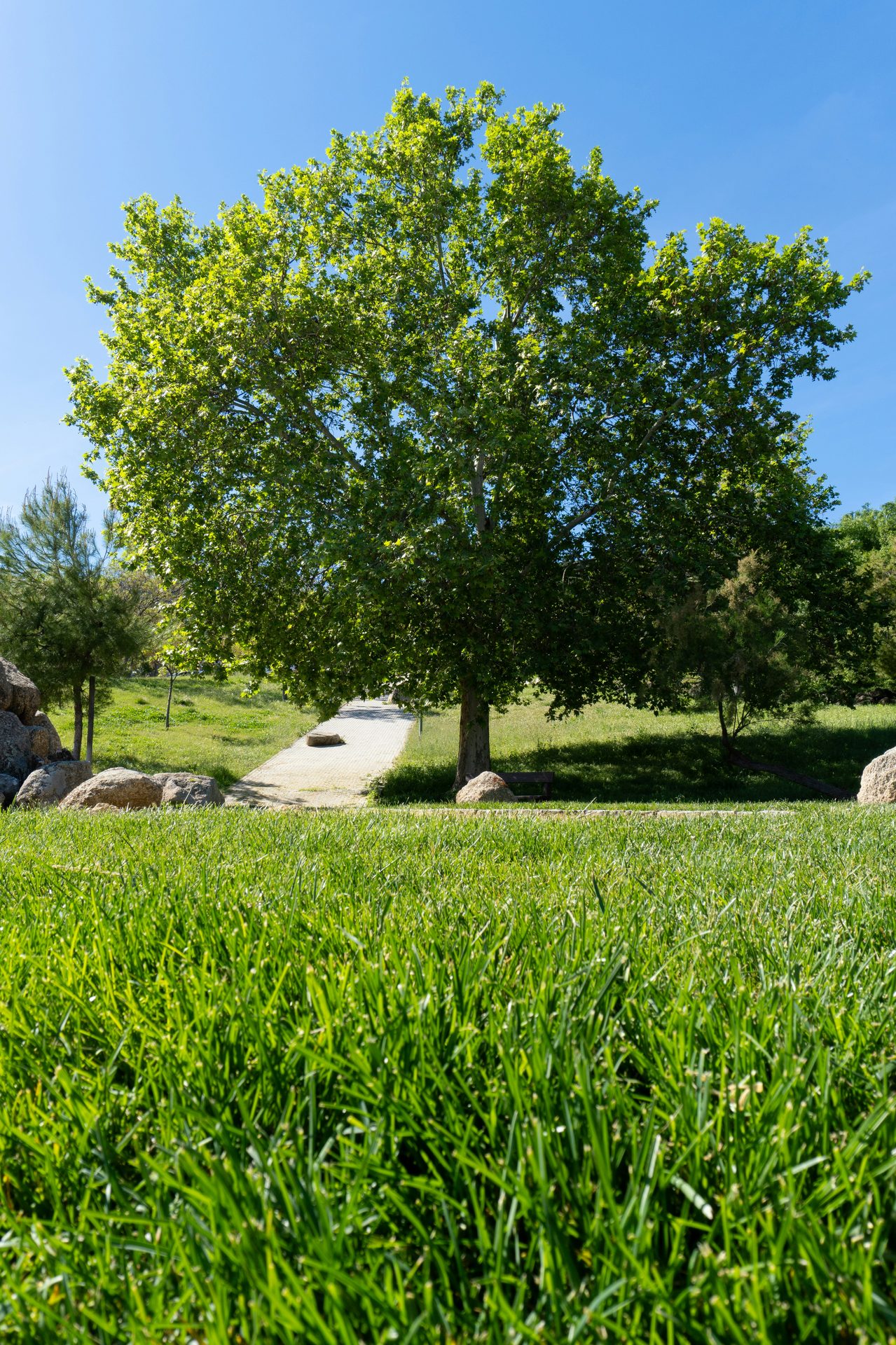 Leafy tree on a tidy mown lawn under blue sky